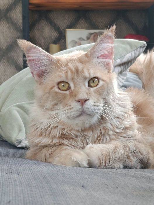 Kotka ruda Maine coon