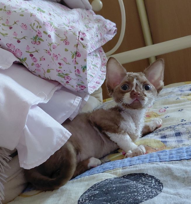 Котята Девон Рекс