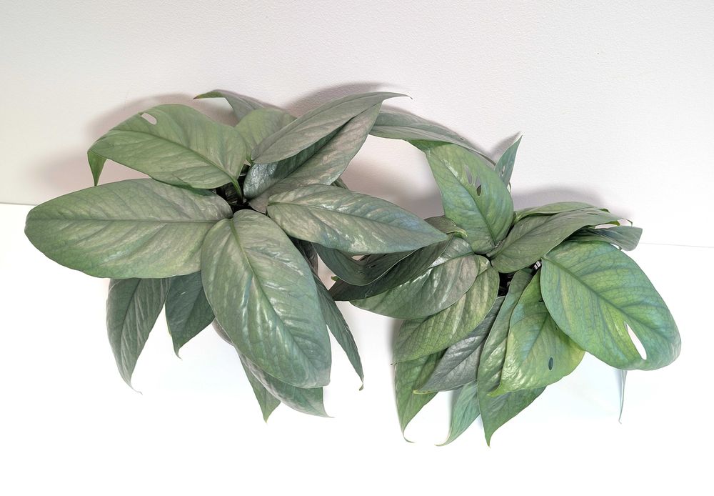 Epipremnum cebu blue - sadzonki