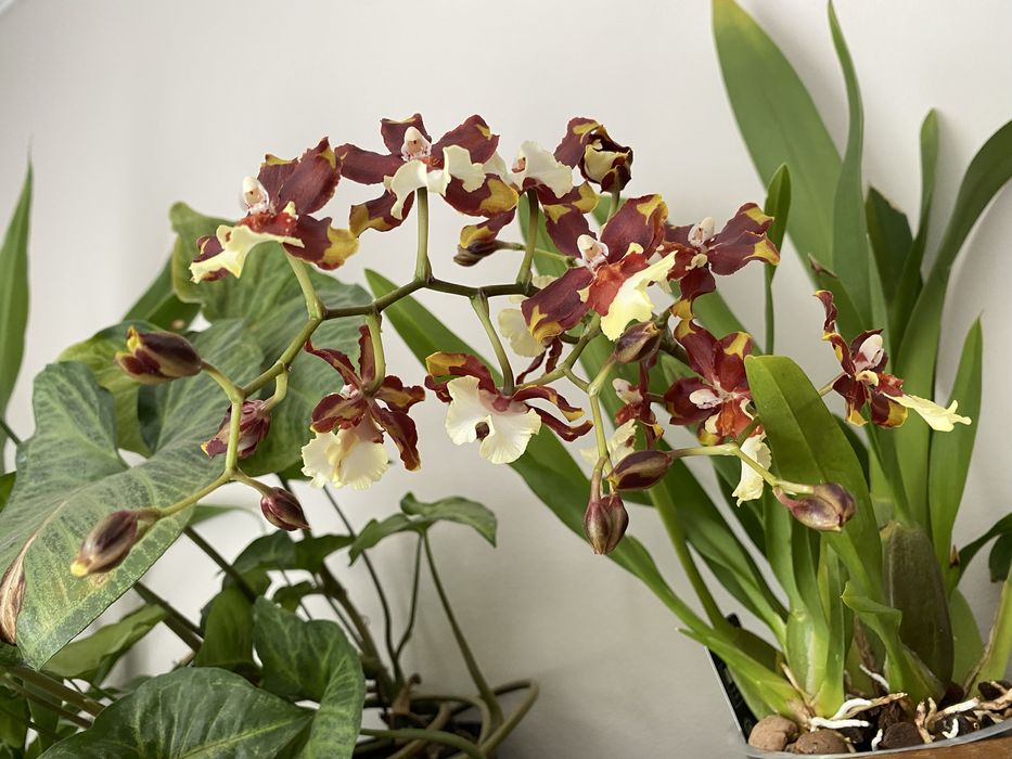 Продам орхідею камбрію