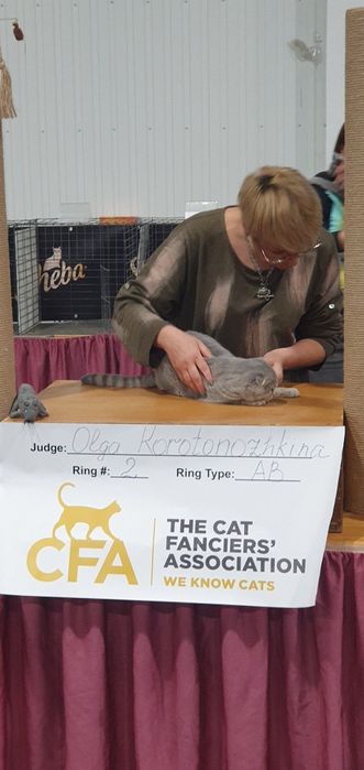 Скоттиш фолд,мальчик