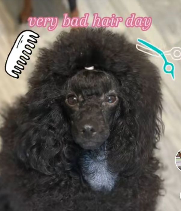 КСУ. Шикарні цуценята з відмінним родоводом