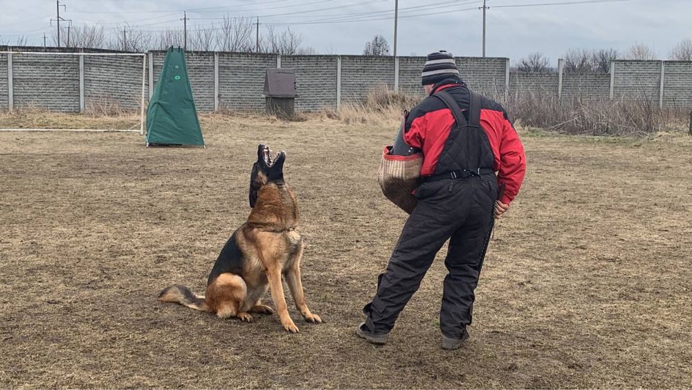 Німецька вівчарка