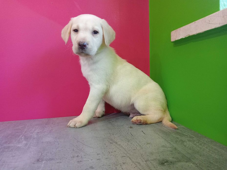 Labrador Retriever .