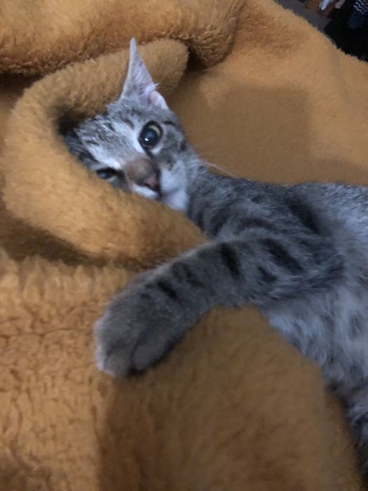 Маленькая киса ишет дом