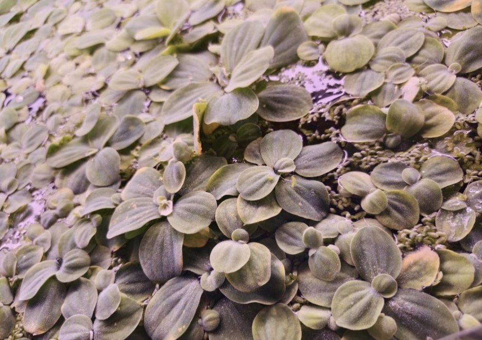 Roślina plywajaca pistia