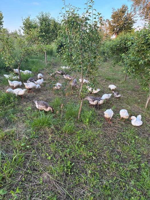 Продам   Гусенят