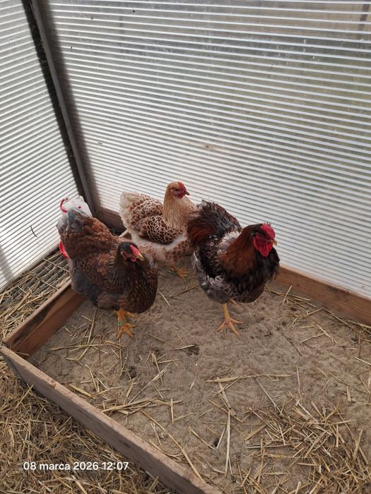 Jajka lęgowe wyandotte