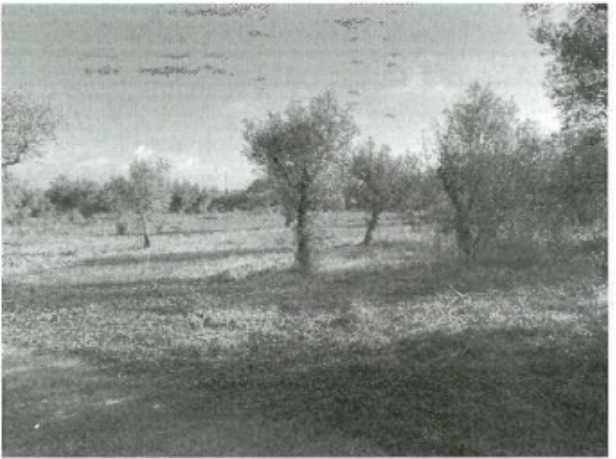 Terrenos Rústicos — Abrantes — 300€ (Valor Simbólico)