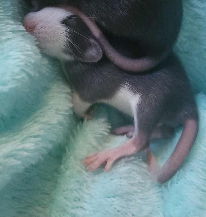 Продаю маленьку крыску