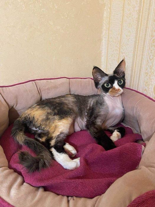 Девон рекс дівчинки