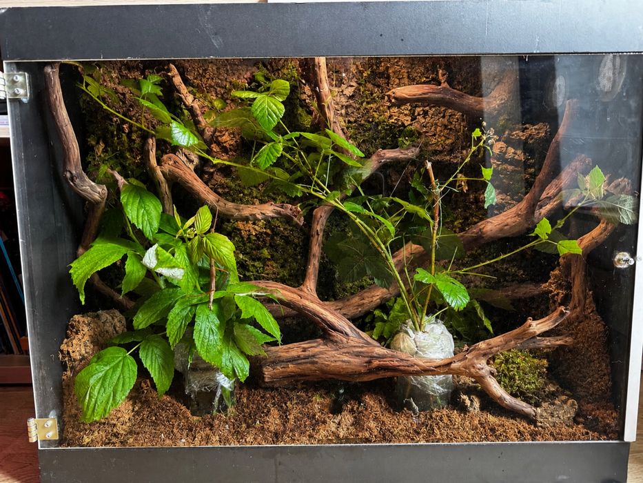 Oddam młode patyczaki
