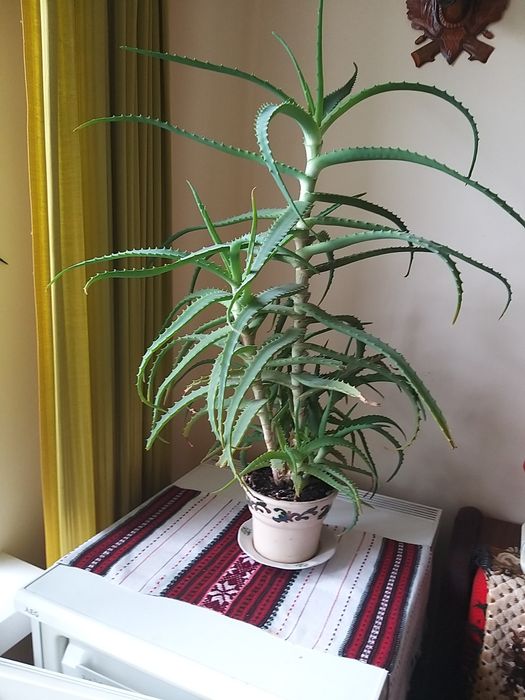 Подам алоє-вера 4 річного віку.