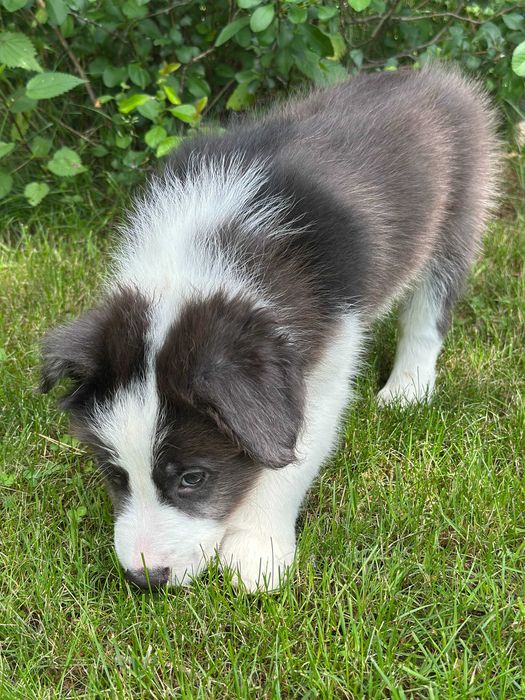 border collie blue merle