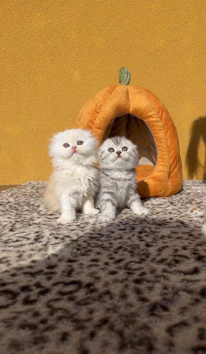 Шотландські кошенята шукають люблячих господарів
