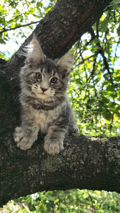 Великолепные мальчики мейн-куна