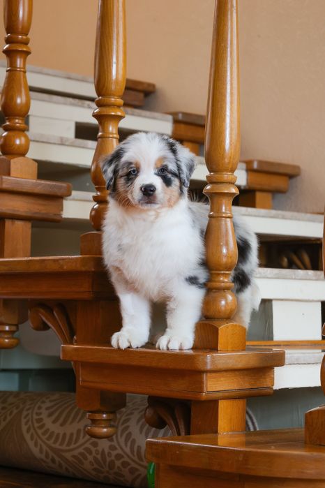 Хлопчик австралійської вівчарки ( ауссі ) ВІЛЬНИЙ