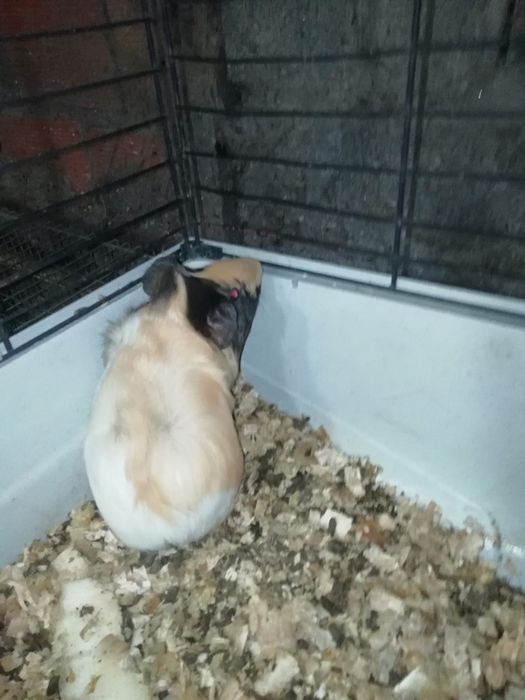 Porquinho da Índia