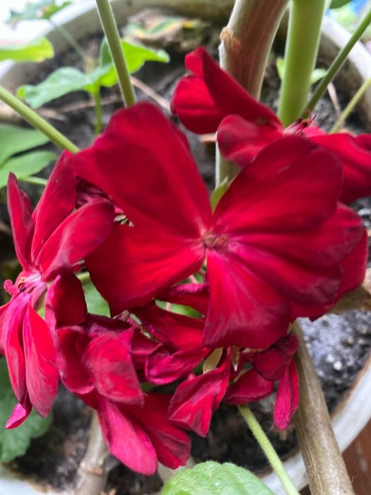 Пеларгонії свіжозрізи