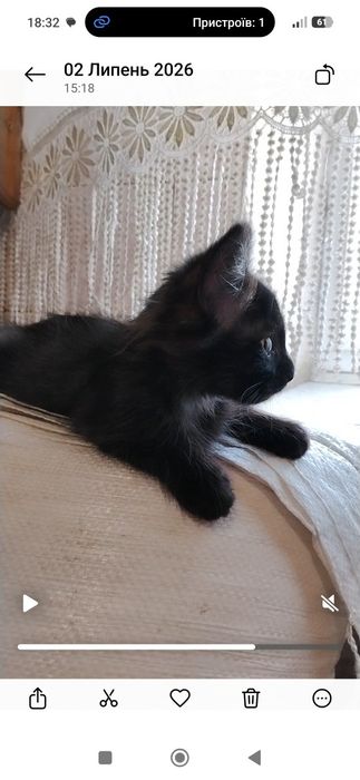 Маленька киця, кошеня