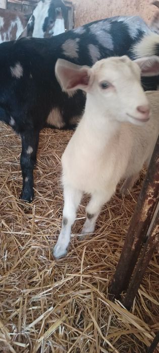 Kózki koziołki młode