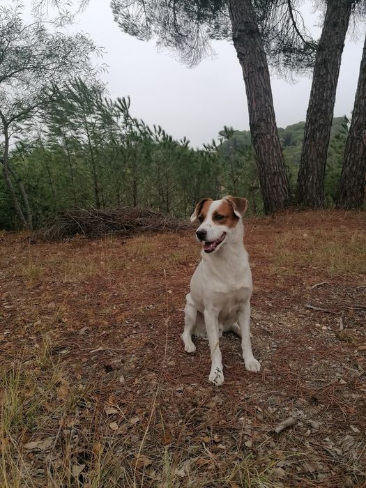 Cães bebés para adoção