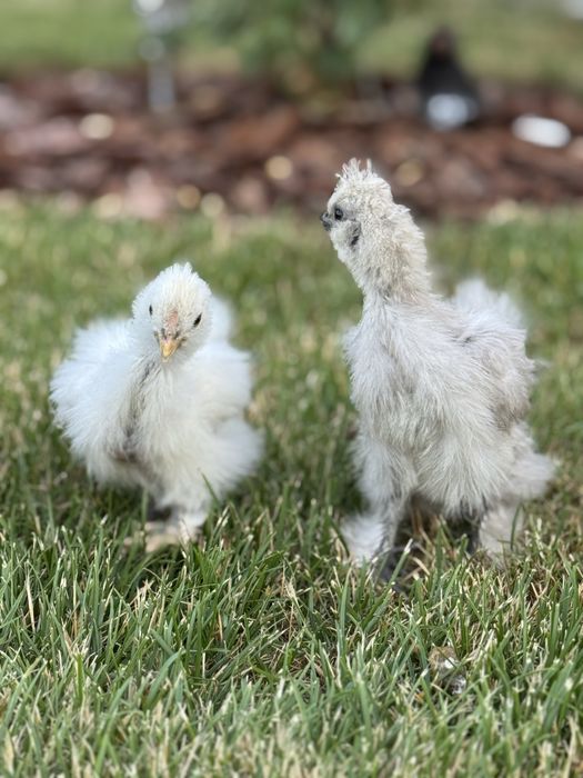 Продам інкубаційні яйця китайська пухова і віандотів