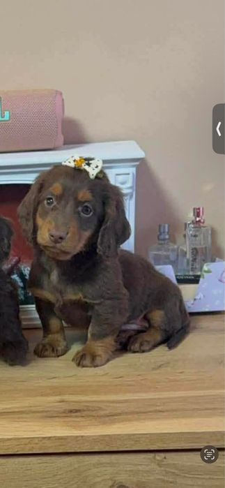 Teckel Chcolate Pelo comprido