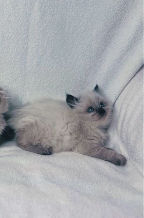 Регдолл неймовірна порода