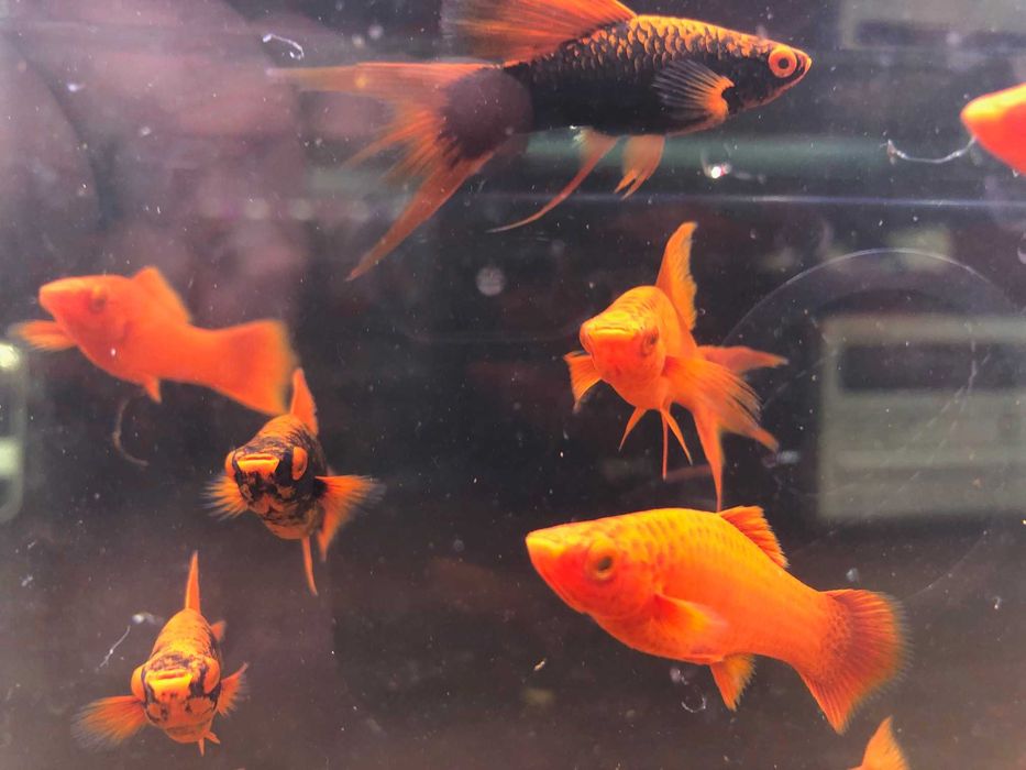 Alpha Mieczyk , Red Ruby