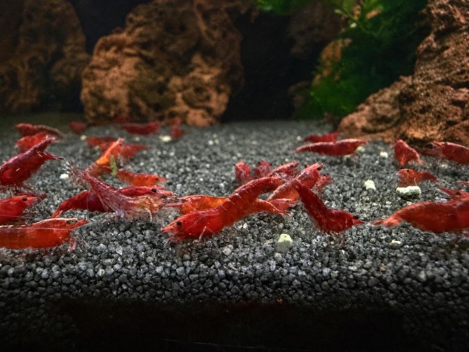 Neocaridina red
