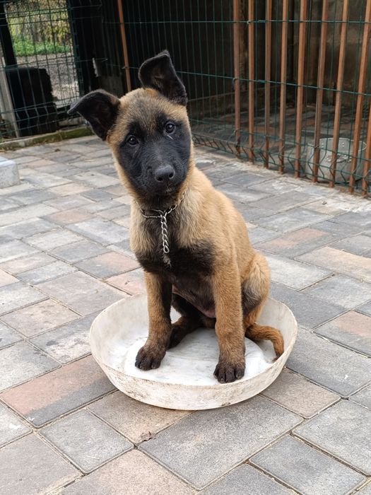 Гарний чистокровний  хлопчик