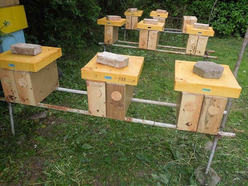 odkłady pszczele, pszczoły rodziny pszczele dotacja KOWR