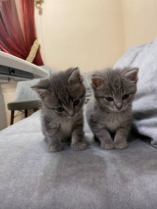 Кошенята в добрі руки