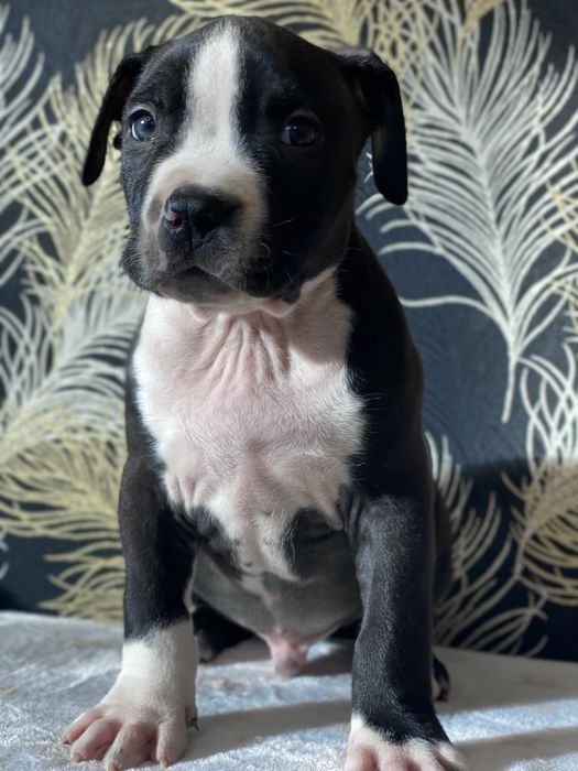 Чорний принц Амстафф