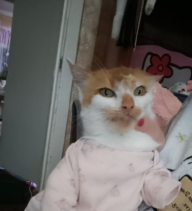 Киця, кішечка,кіт. Дуже хороша дівчинка