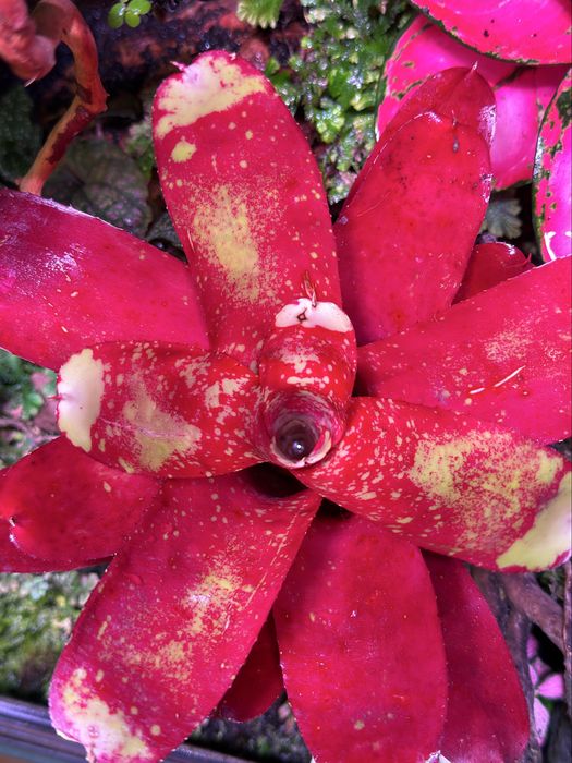 Neoregelia terrarium