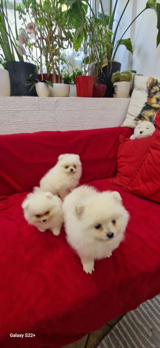 Szpic pomeranian biała sunia
