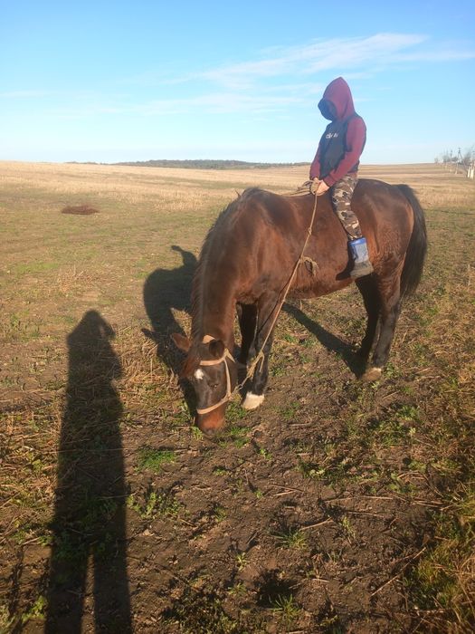 Продам добру кобилу