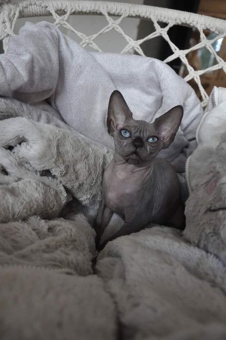 Łysy kot sfinks  wcf