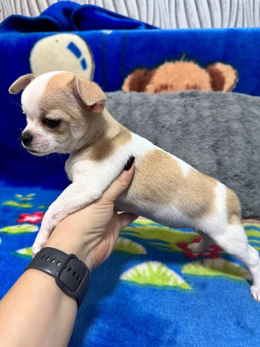 Продам цуценя чихуахуа