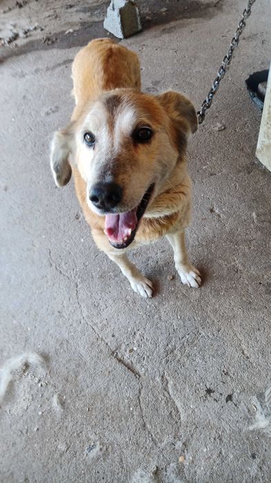 Animal para adoção