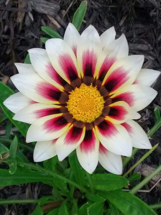 Ромашки африканські. Насіння