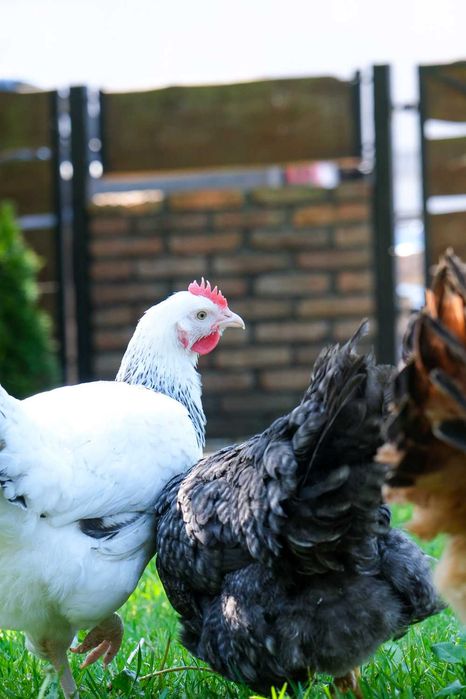 Młode kury nioski ROSA - 14-22 tygodnie