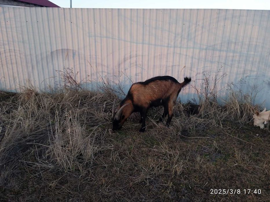 Альпійський козел, цап