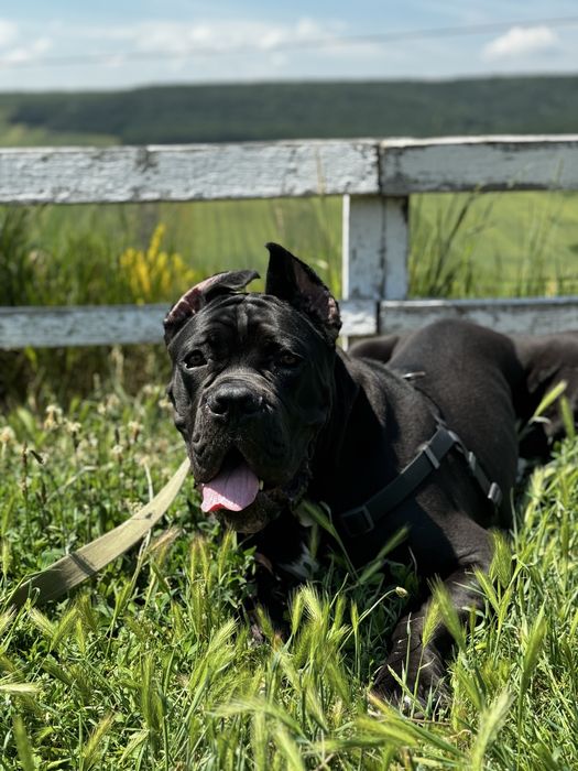 Кане Корсо вязка - сильный кобель, документы, прививки