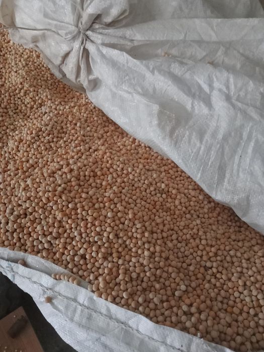 Groch siewny astronaute