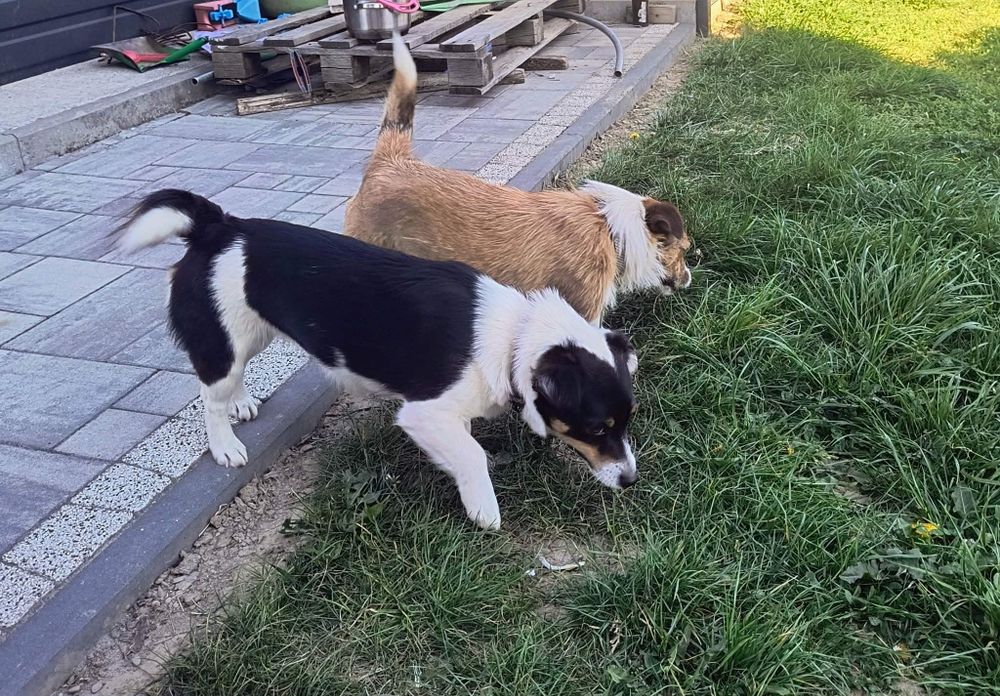Oddam psay suczki za darmo