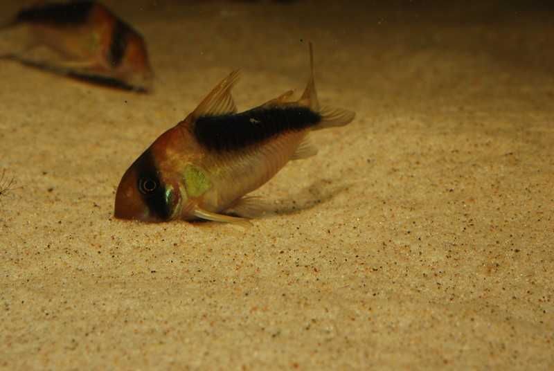 Kiryski CW106 Corydoras sp. 5-5,5cm WF odłów