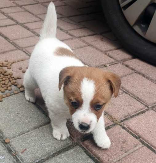Suczka Szczeniak Jack Russell Terrier